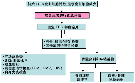 全血细胞减少评估流程图。缩写词：PNH，阵发性睡眠性血红蛋白尿；IBMFS，遗传性骨髓衰竭综合征