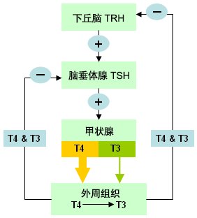 1121-2-iline.gif
