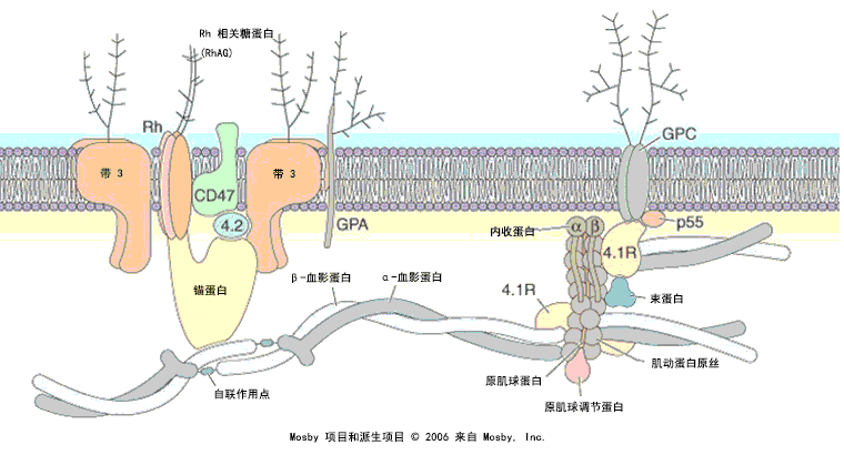 红细胞膜组织的示意模型（蛋白质和脂质未按比例绘制）