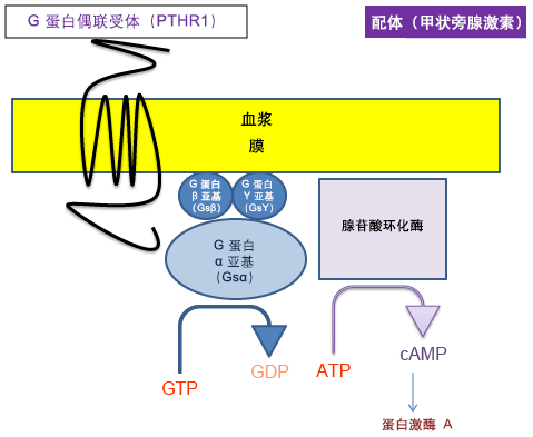 甲状旁腺激素的信号级联