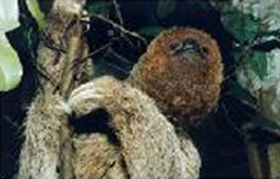 丛林克氏锥虫宿主：树獭类