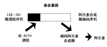 在 FH-I 中，CYP11B1/CYP11B2 融合基因导致促肾上腺皮质调节的醛固酮过量产生