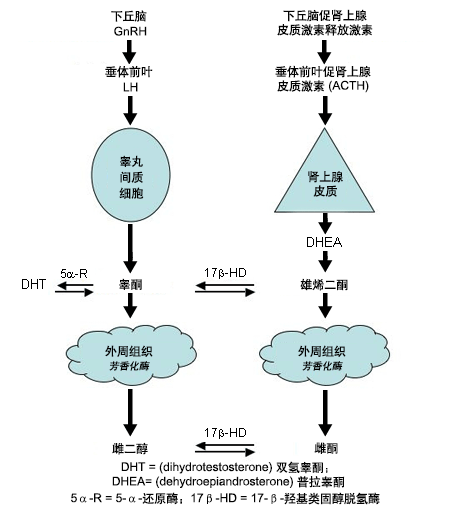 与男性乳房发育有关的激素